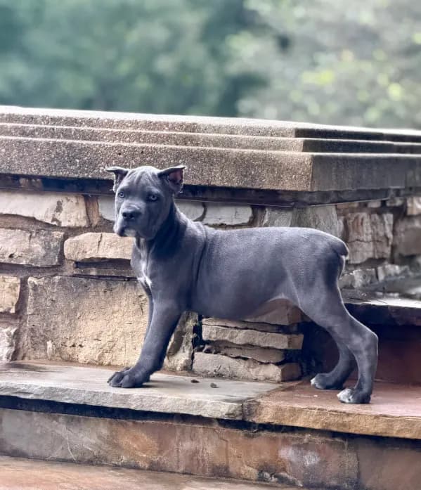 Cane Corso Male Grey