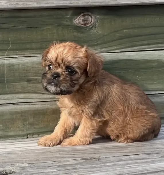 Stella Brussels Griffon Puppy