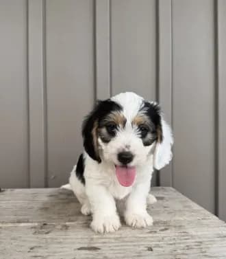 Chester