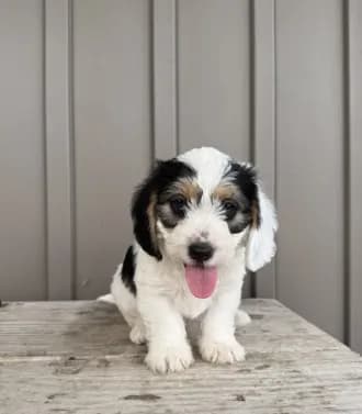 Chester