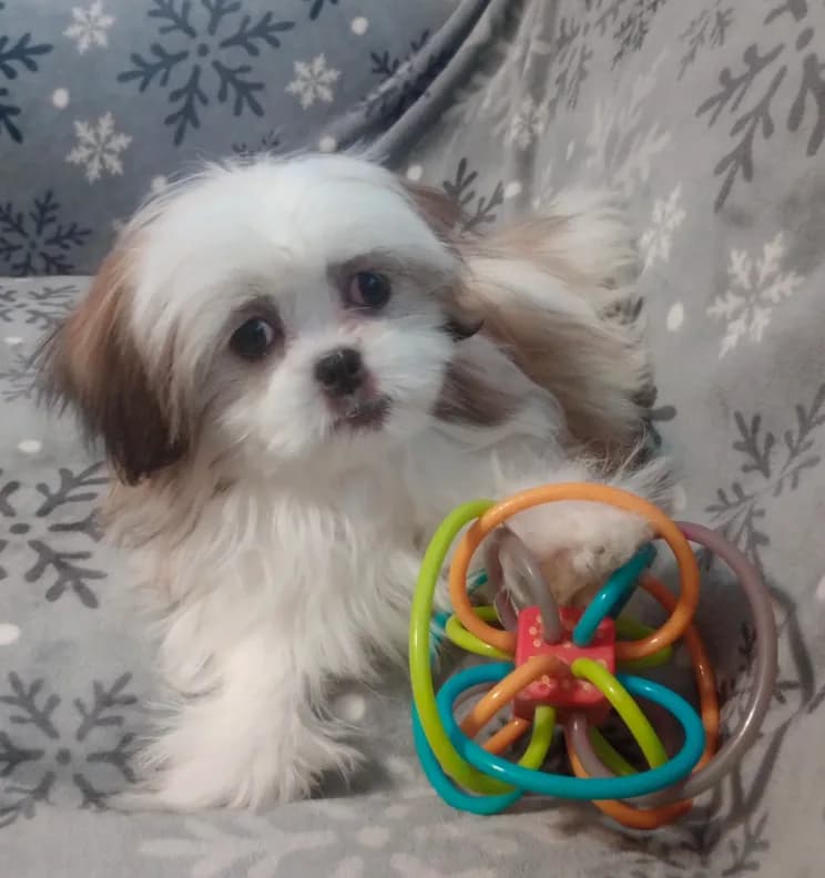 Toby
