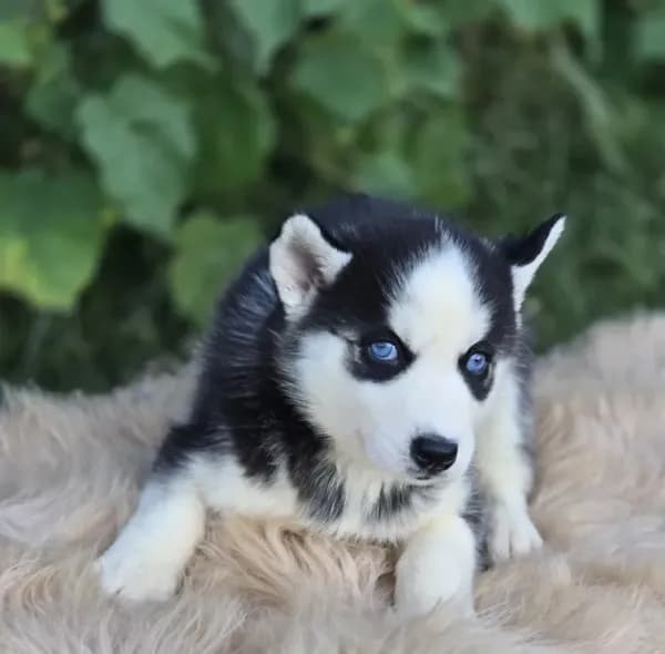 Siberian Husky Female 2