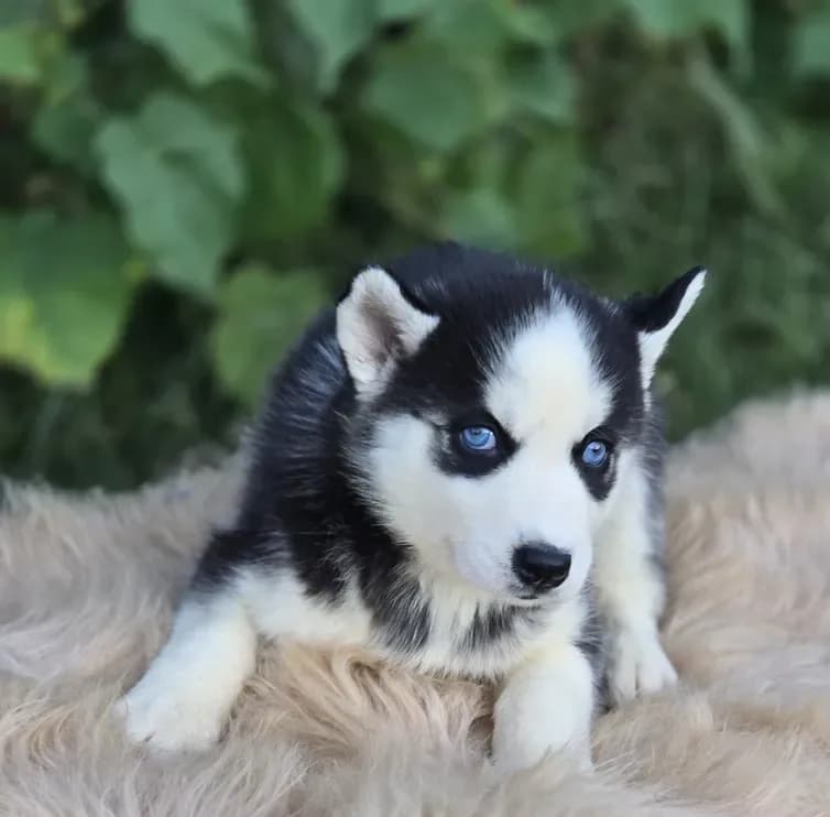 Siberian Husky Female 2
