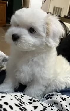 Maltipoo Male