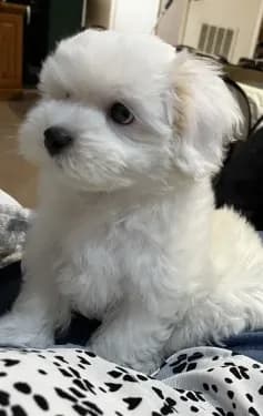 Maltipoo Male
