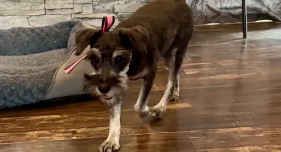 AKC- Addie