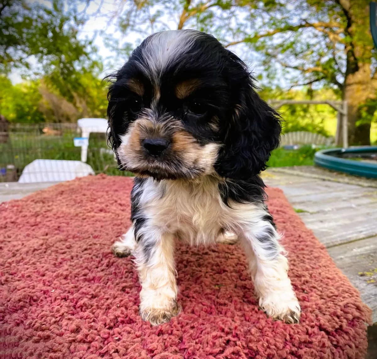 Black/Wht Tri Male