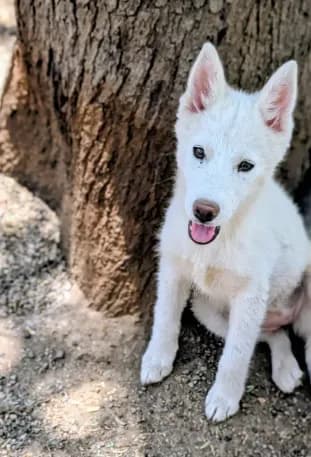 Polar
