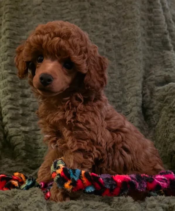 AKC Rory