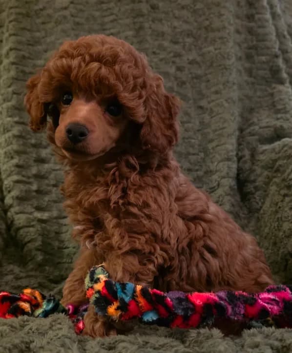 AKC Rory