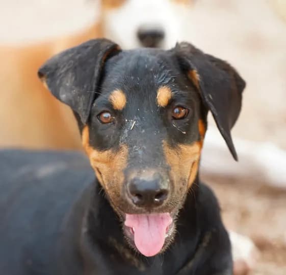 Doberdane Blk/Rst F (Kenny)