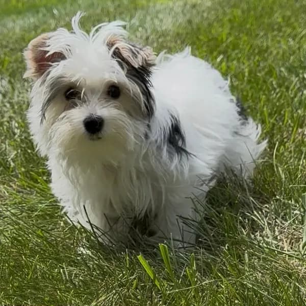 Teddy (AKC)