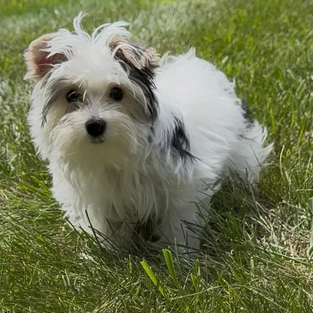 Teddy (AKC)