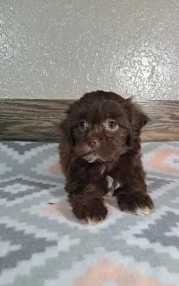 Bella