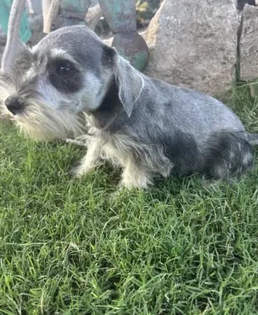 Salt Pepper Schnauzer