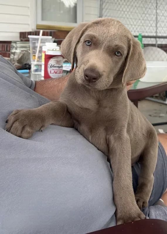 Stella