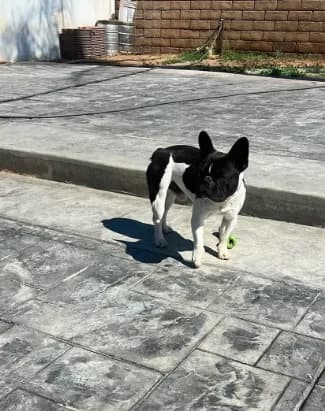 AKC Pinto