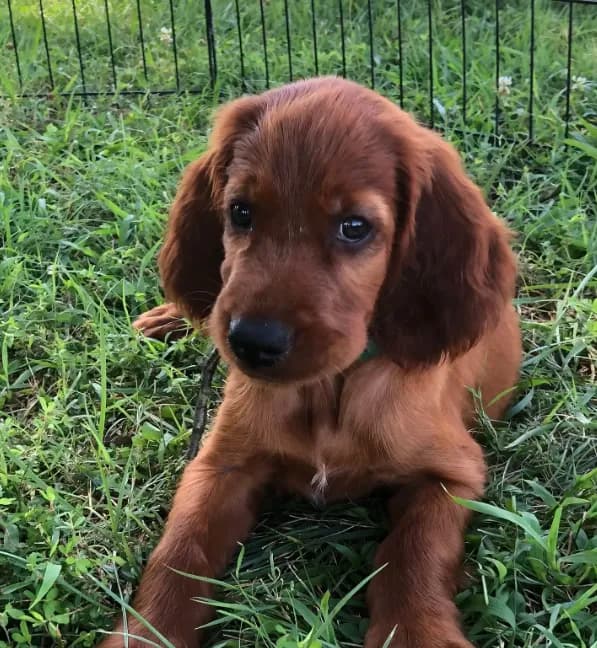 AKC Irish Setter Girl Brigette