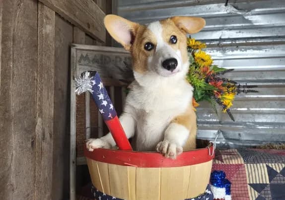 Houdini