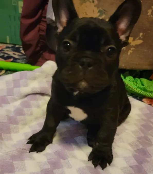 Baby Bear