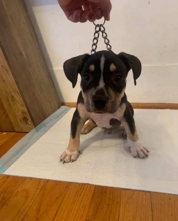 Orange Collar Male