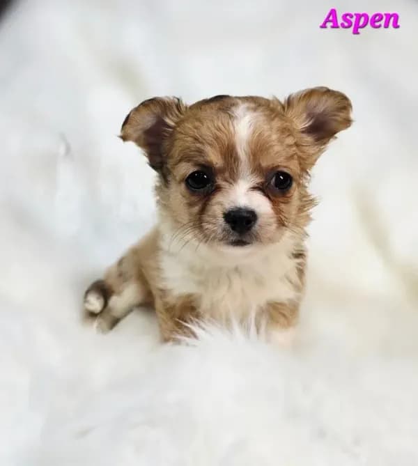 TOY ASPEN