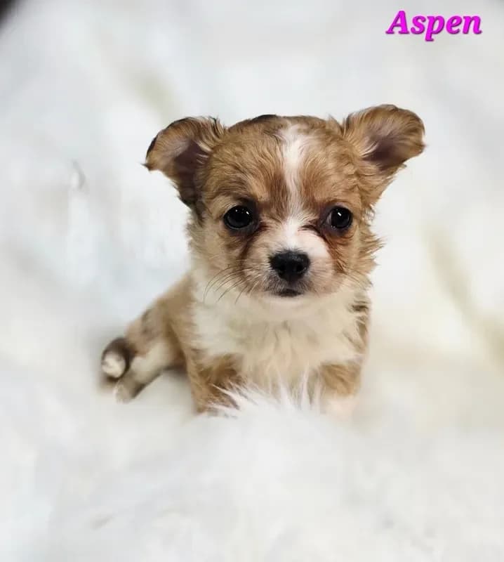 TOY ASPEN