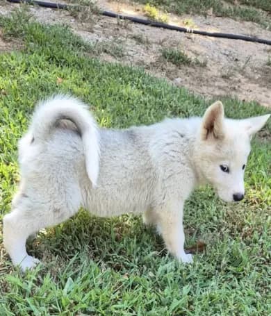 Puppy7