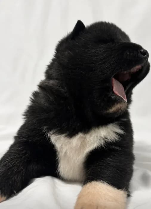 Puppy#2
