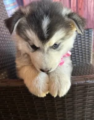 Lilly