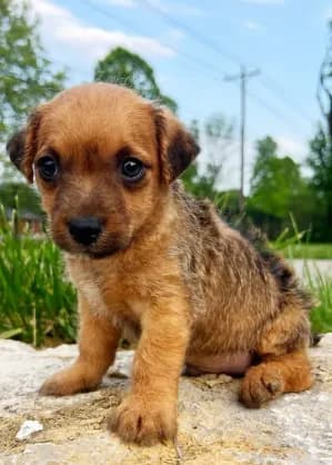 Charlie