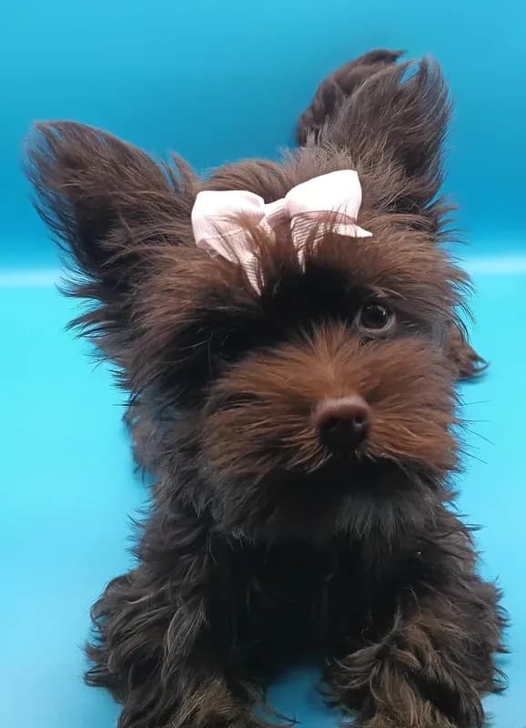AKC KB Chocolate