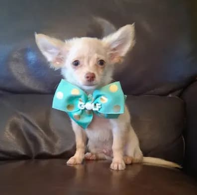 Ralphie