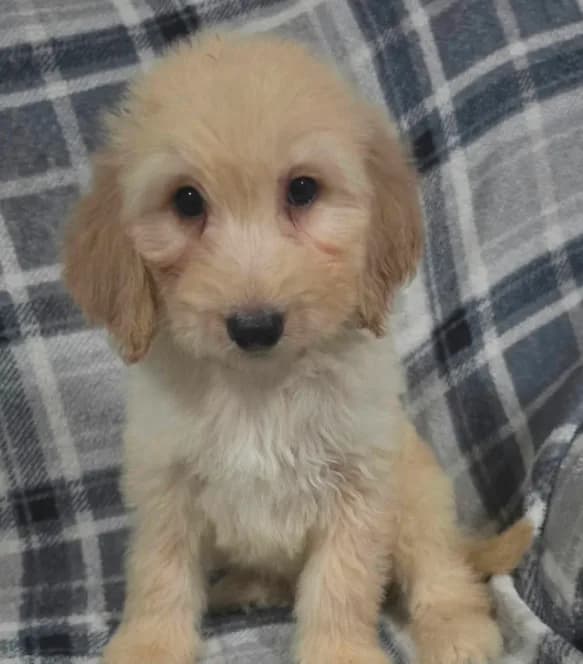 Axel