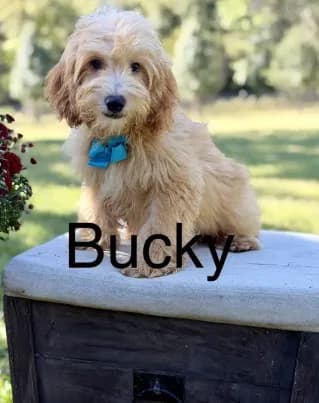 Bucky