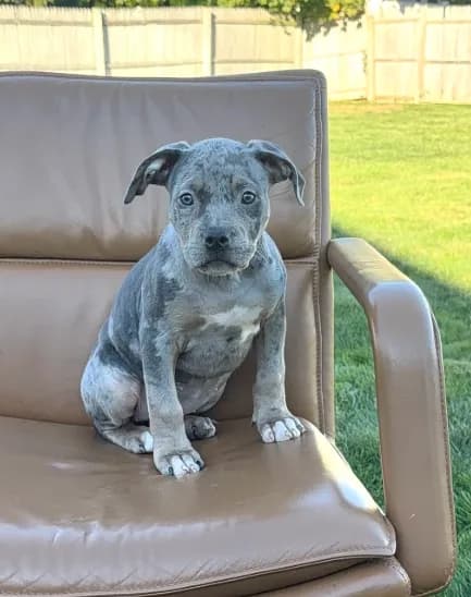 Merle girl