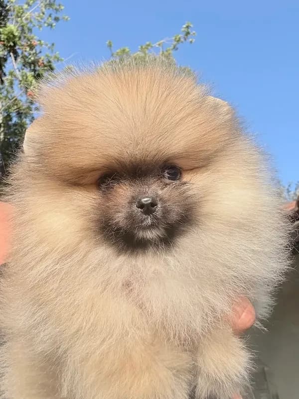 Sable bear