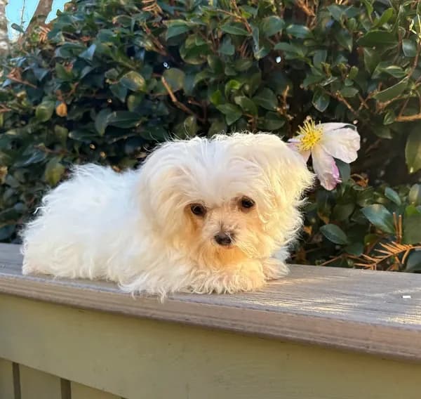 puppy1