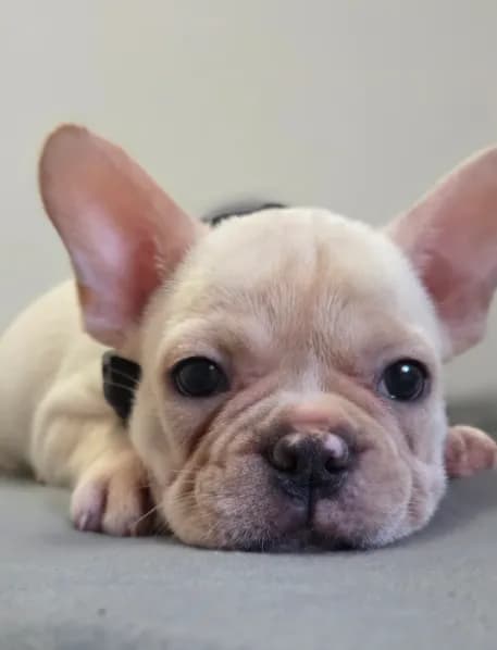 Cooper