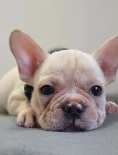 Cooper