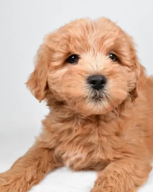 Louie