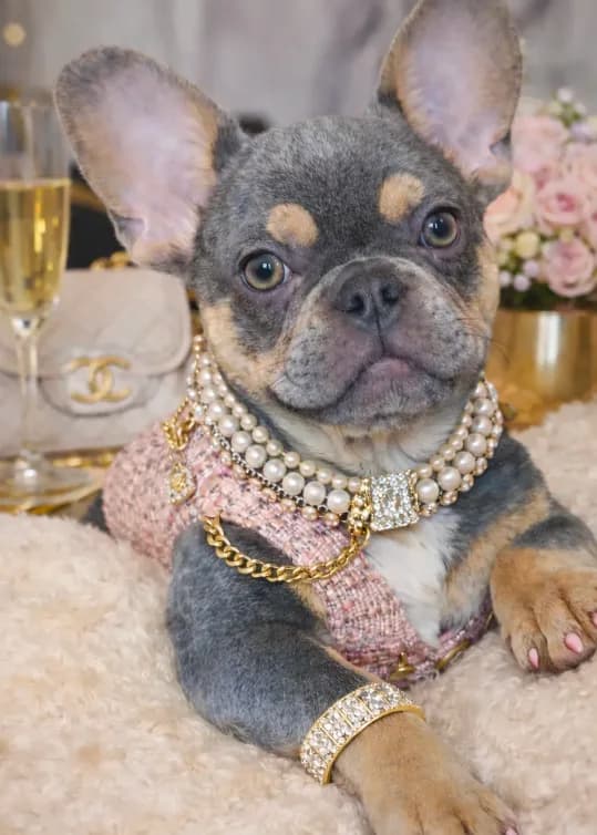 Bougie