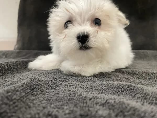 Olaf