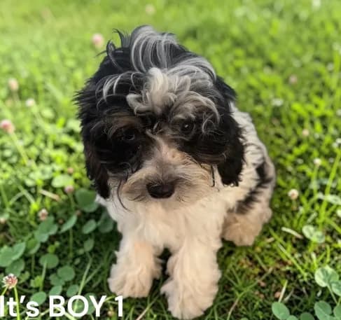 Boy 1