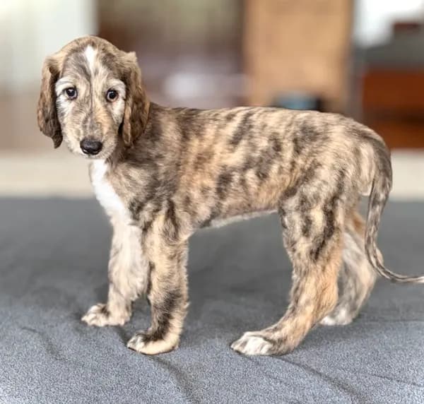 Isaac