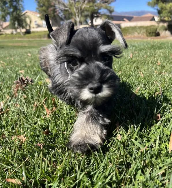Daisy