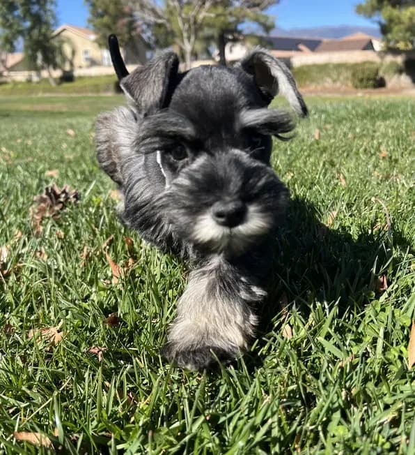 Daisy