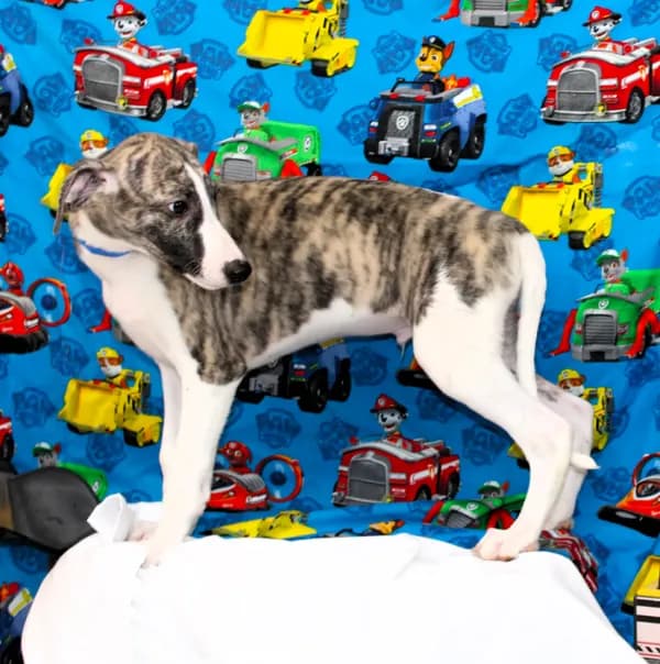 CHASE-AKC