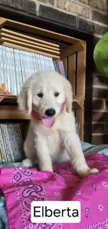 Elberta