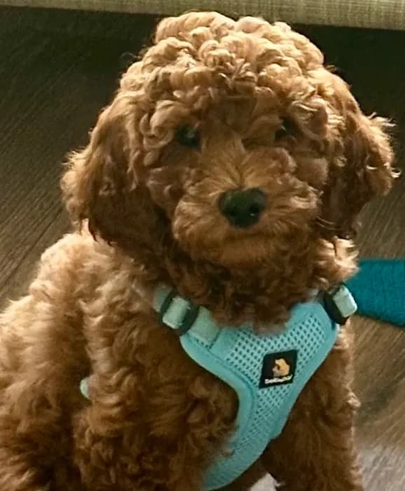Irish Doodle - Sweetest Boy ever